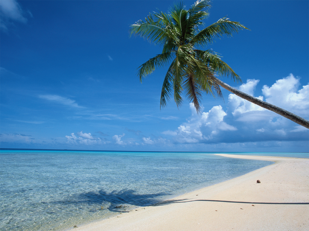 beach-paradise-deault-trees